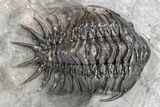 Crotalocephalus (“Cyrtometopus”) Trilobite - Scarce Species #209708-1